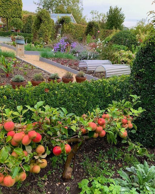 a garden filled with lots of trees and plants