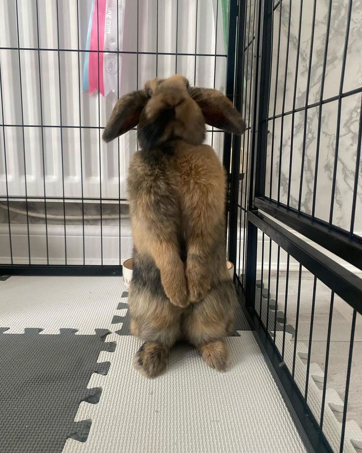 a rabbit sitting on its hind legs in front of a caged area with the door open