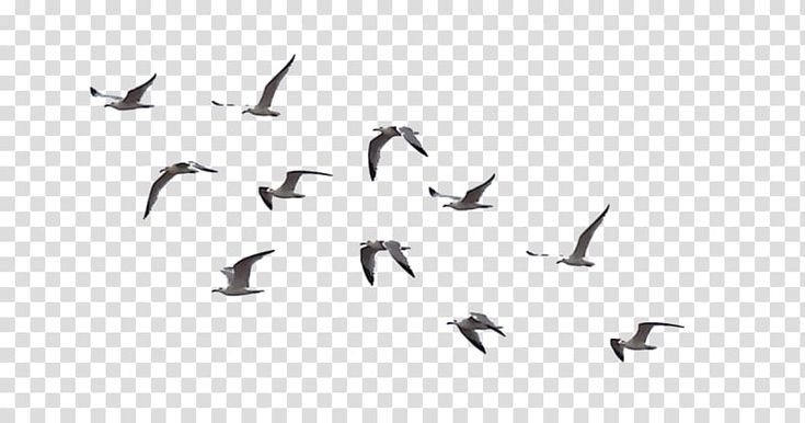 a flock of birds flying through the air