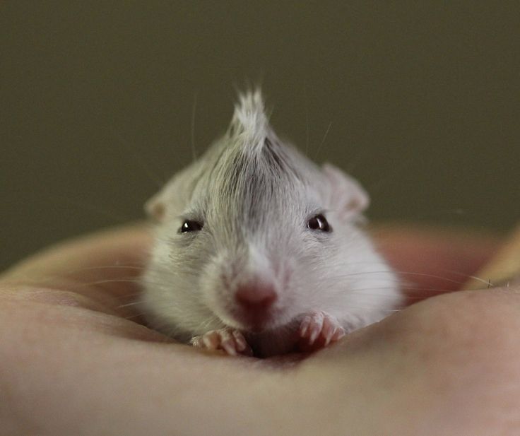 a close up of a person holding a small rodent