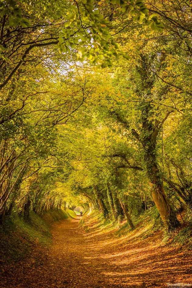 a dirt road surrounded by trees and leaves