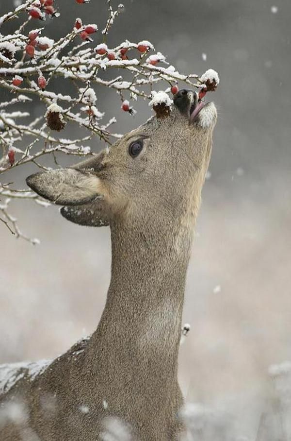 a deer with it's head in the air looking at berries on a tree