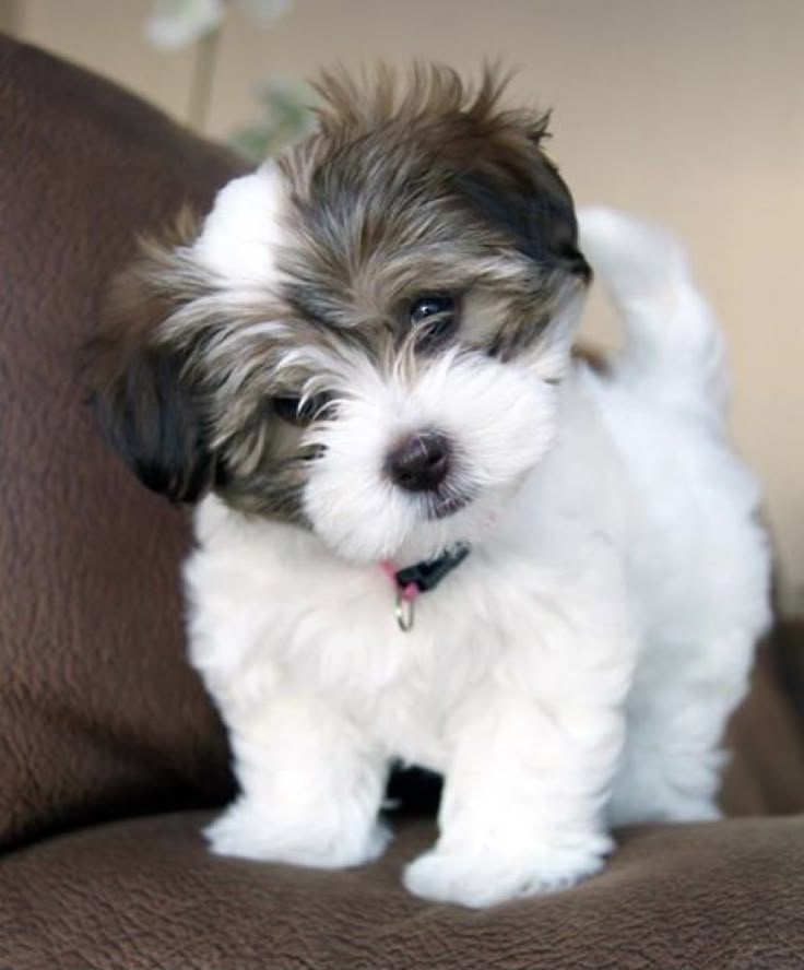 a small white and brown dog sitting on top of a couch