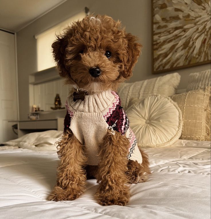 a small brown dog sitting on top of a bed