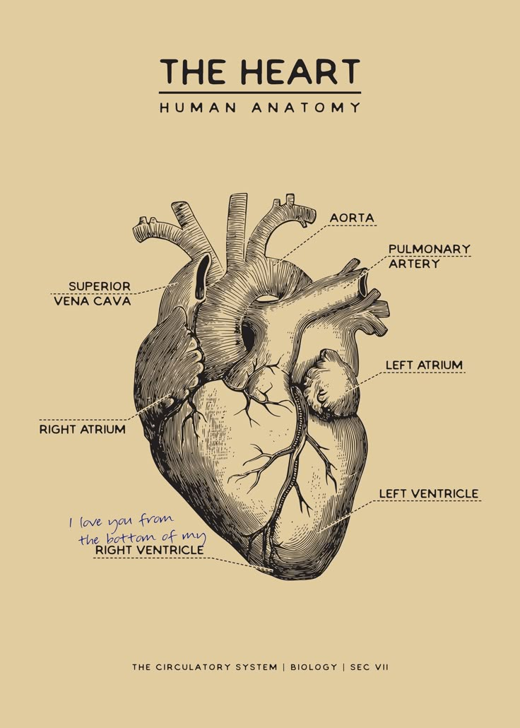 Geeky Valentines Anatomy Poster: I Love You From The Bottom Of My Right Ventricle Anatomy Of The Heart Aesthetic, Heart Diagram Drawing Aesthetic, Science Aesthetic Poster, Medical Diagrams Vintage, Anatomy Posters Decor, Biology Aesthetic Art Easy, Medical Posters Aesthetic, I Love You Poster, Anatomy Poster Aesthetic