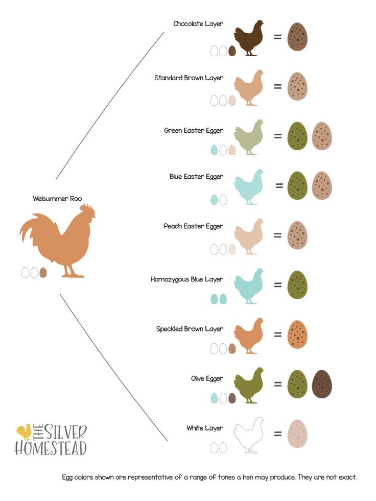 the different types of chickens and their eggs are shown in this diagram, which shows how they