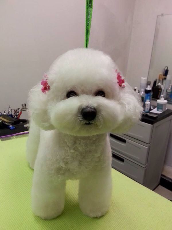 a small white dog sitting on top of a green table next to a hair dryer