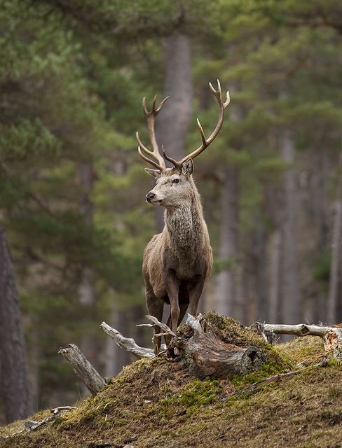 a large deer standing on top of a moss covered hill next to trees in the forest