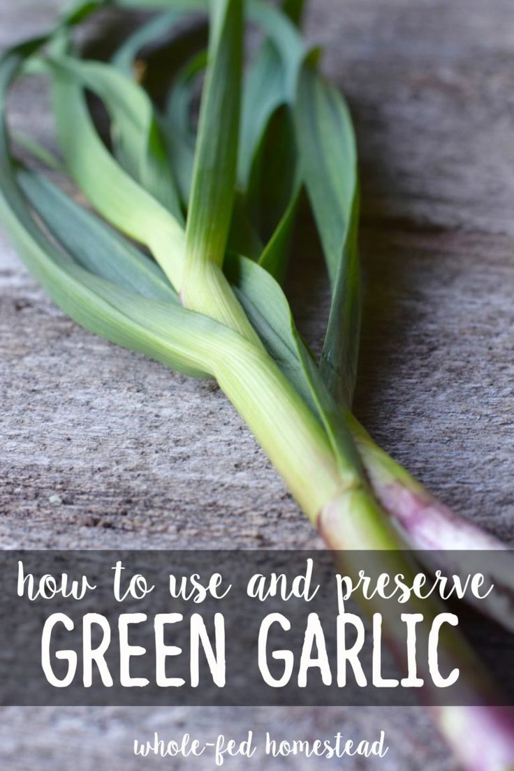 how to use and preserve green garlic whole - fed, unrecognized