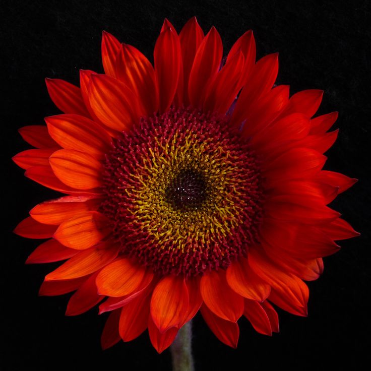 a large red flower with yellow center on black background