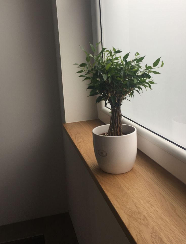 a potted plant sitting on top of a window sill