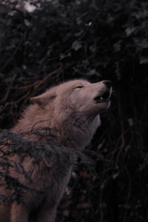 a wolf is looking up at the sky