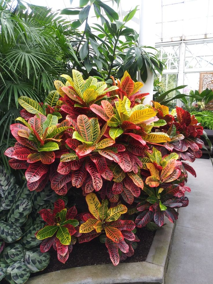 the colorful foliage is growing in the planter