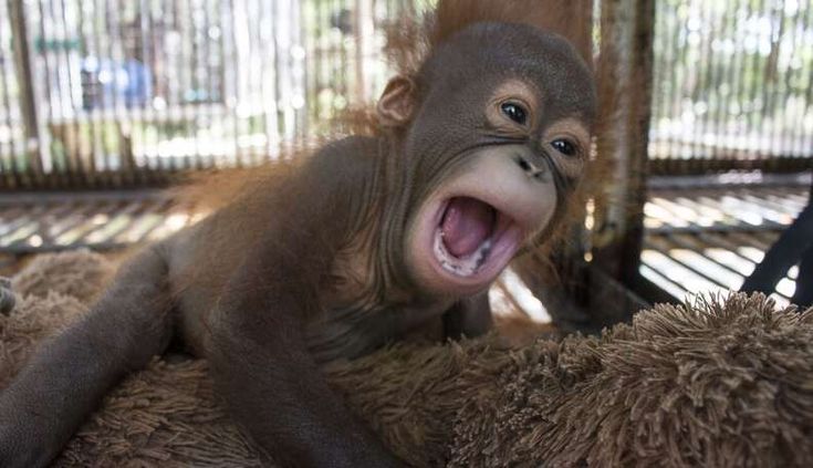 a baby monkey yawning while sitting on top of a pile of stuffed animals