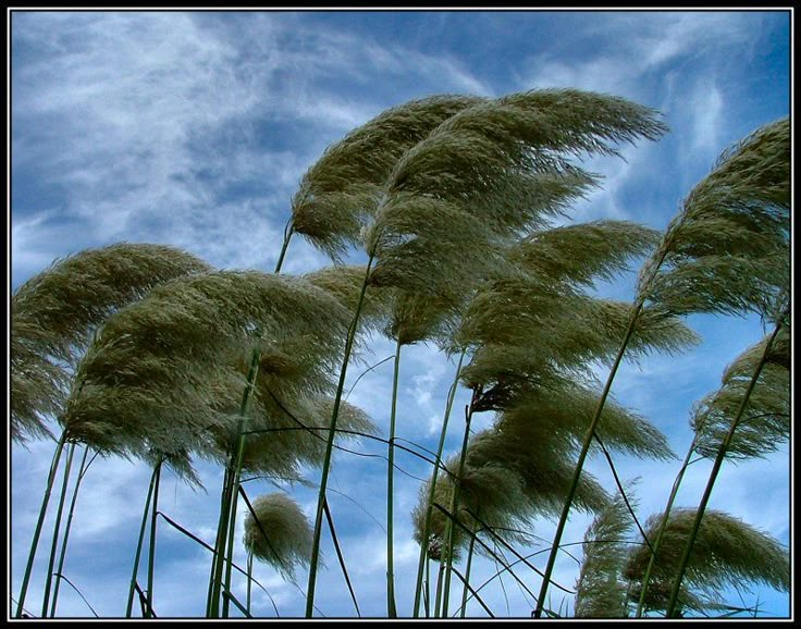 tall grass blowing in the wind under a blue sky with wispy white clouds