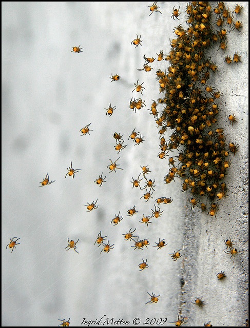 a group of small yellow bugs crawling on the side of a building