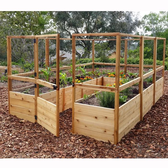 several wooden raised garden beds with plants growing in the center and on each side, surrounded by mulch