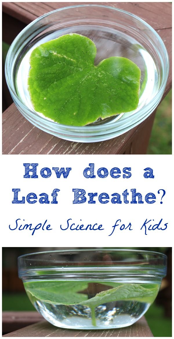 how does a leaf breathe? simple science for kids with pictures and text overlay