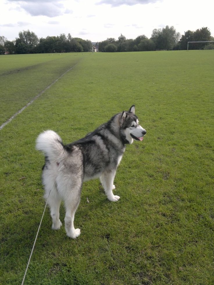 a dog standing in the middle of a field