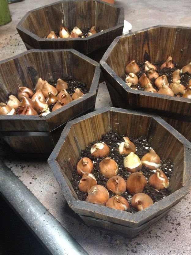 four wooden bowls filled with mushrooms sitting on top of a metal table next to a potted plant