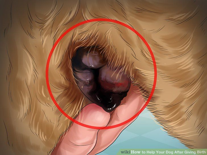 a dog's paw is shown with an image of its head in the background