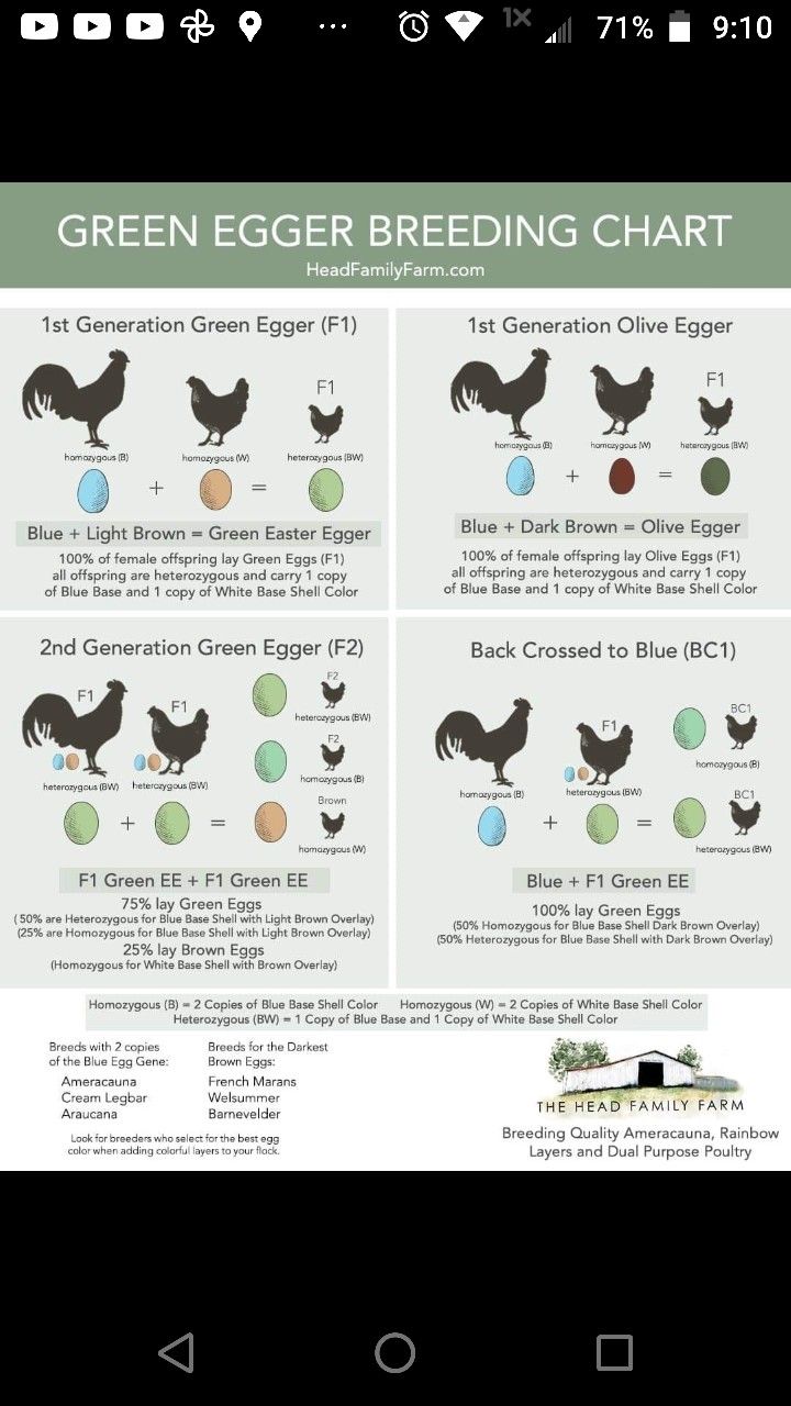 the green egg breeding chart for chickens