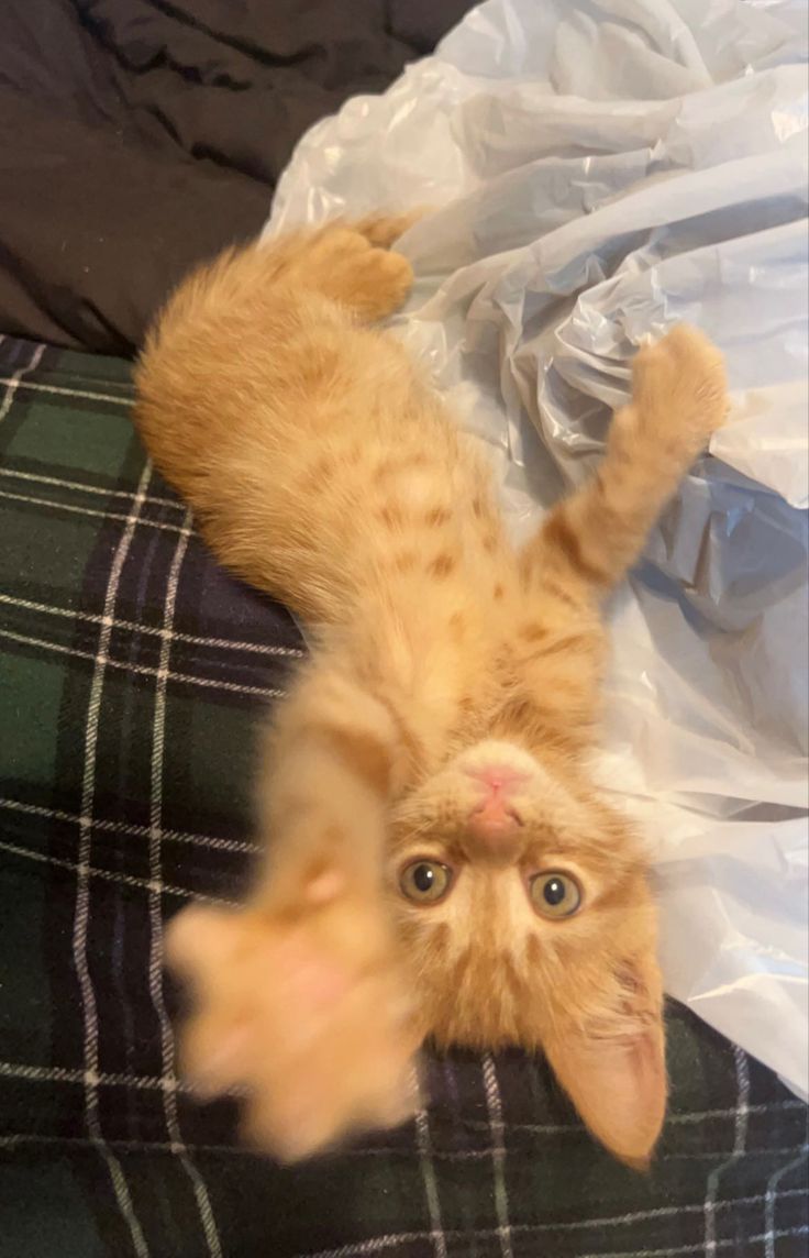 an orange tabby cat laying on its back on top of a blanket and looking at the camera