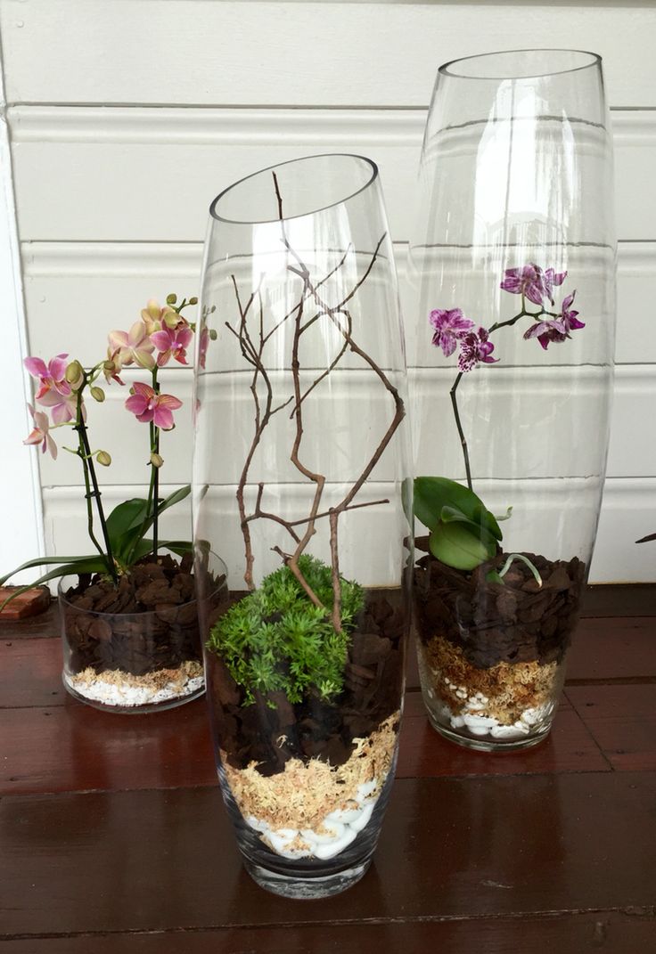 three glass vases filled with plants and dirt