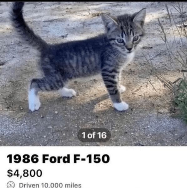 a cat standing on top of a dirt field