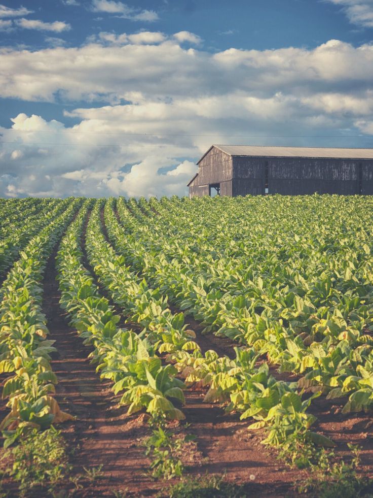 a large field full of green plants with a barn in the background