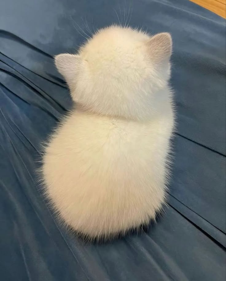 a small white kitten sitting on top of a blue sheet