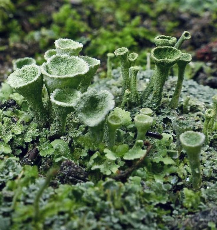 moss growing on the ground with green leaves