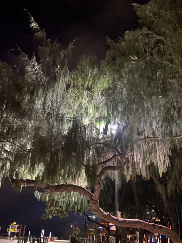 a large tree with lots of lights hanging from it's branches