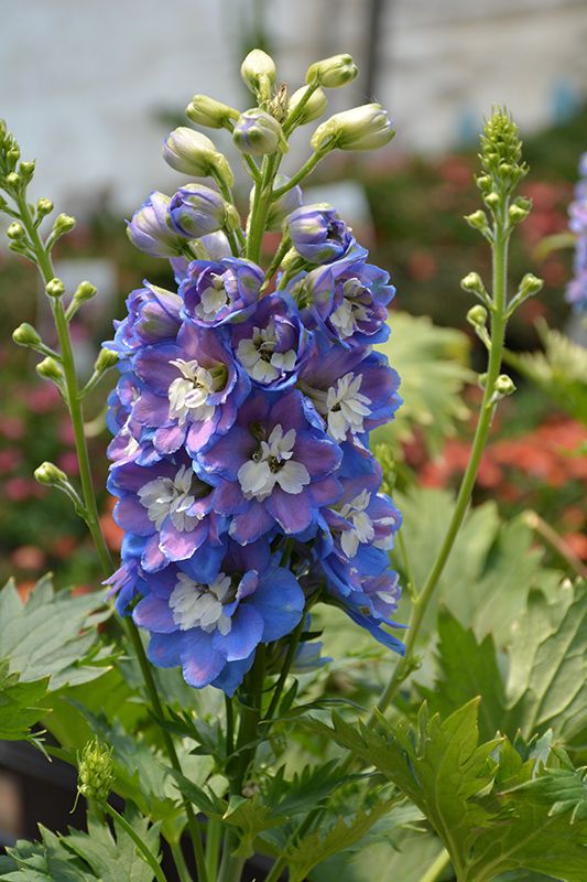 blue and white flowers growing in a garden