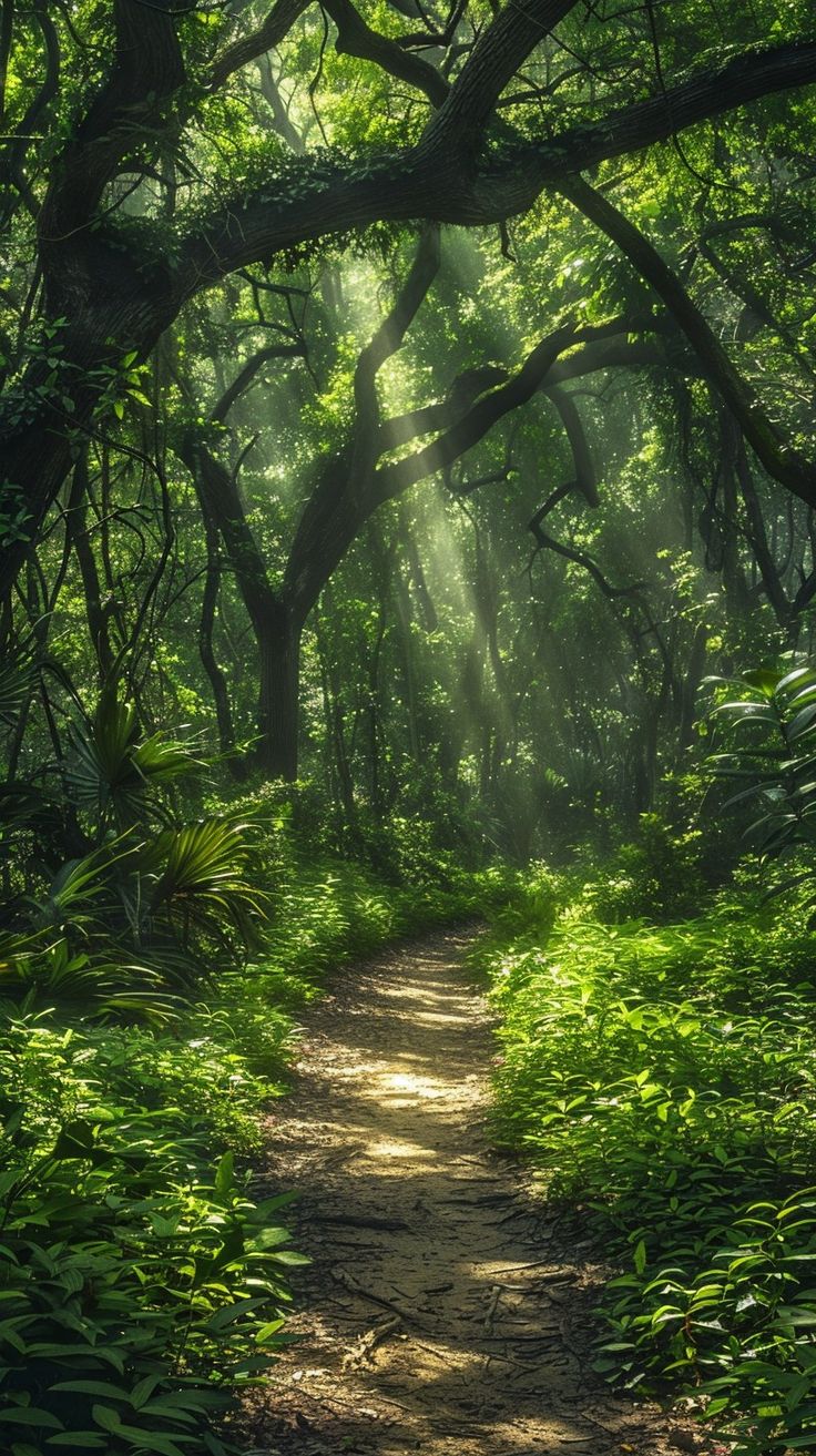 a path in the middle of a forest with sunbeams