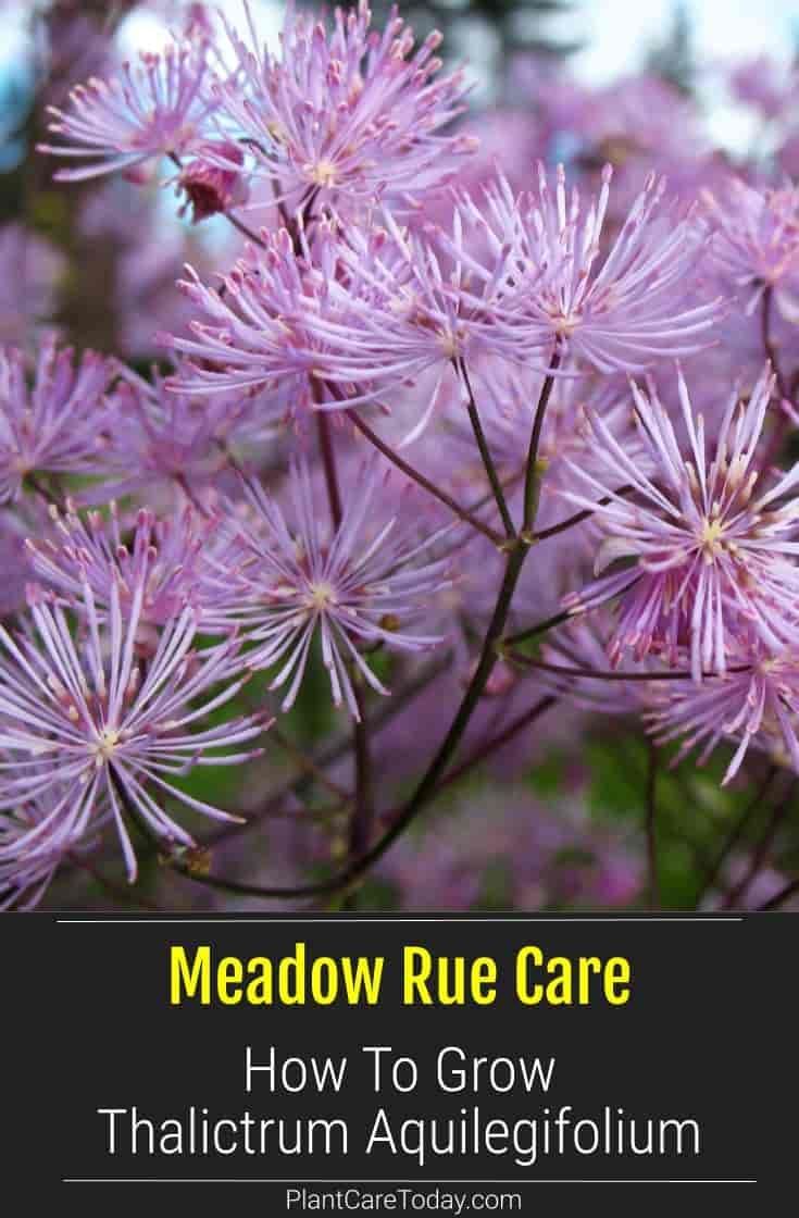 purple flowers with the title meadow rue care how to grow thalicrum aguliflium