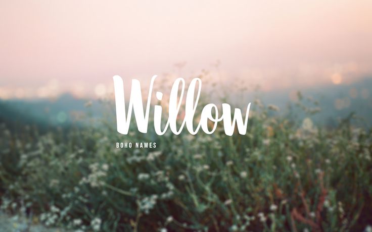 the word willow is written in white on a blurry background with grass and flowers