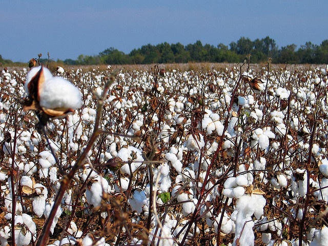 a cotton field with the words on this day in texas history