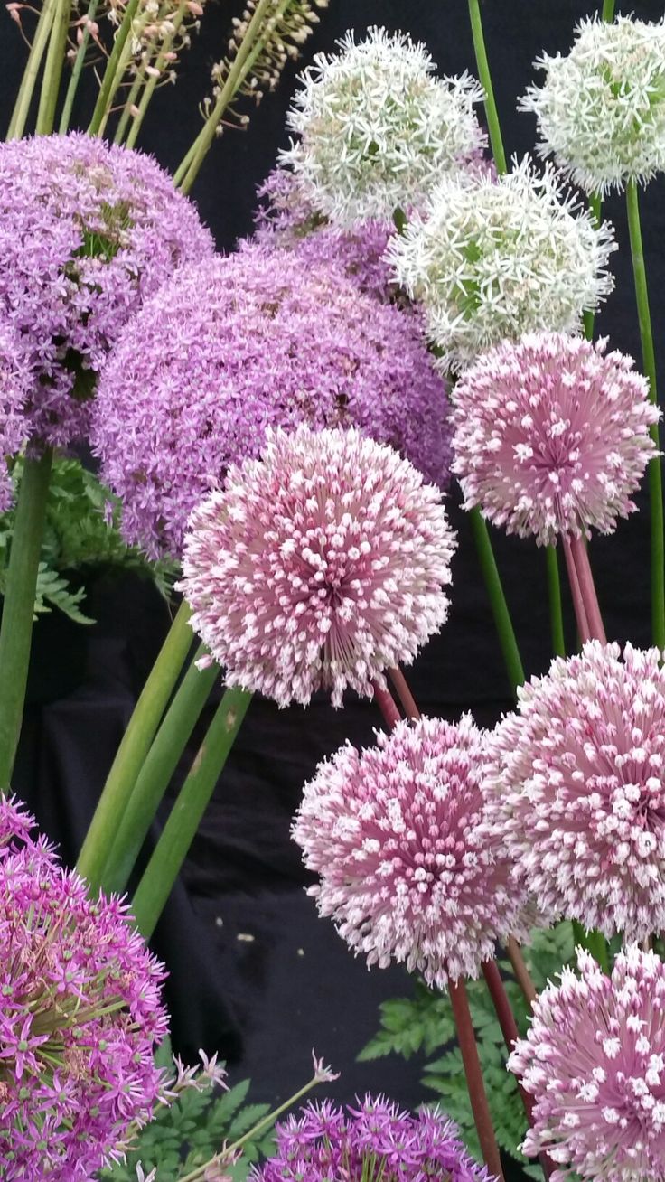 purple and white flowers with green stems in the foreground