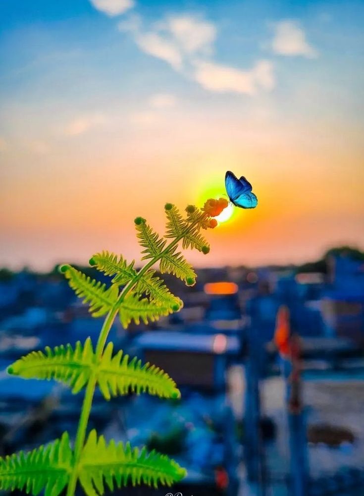 a blue butterfly flying over the top of a green plant in front of a sunset