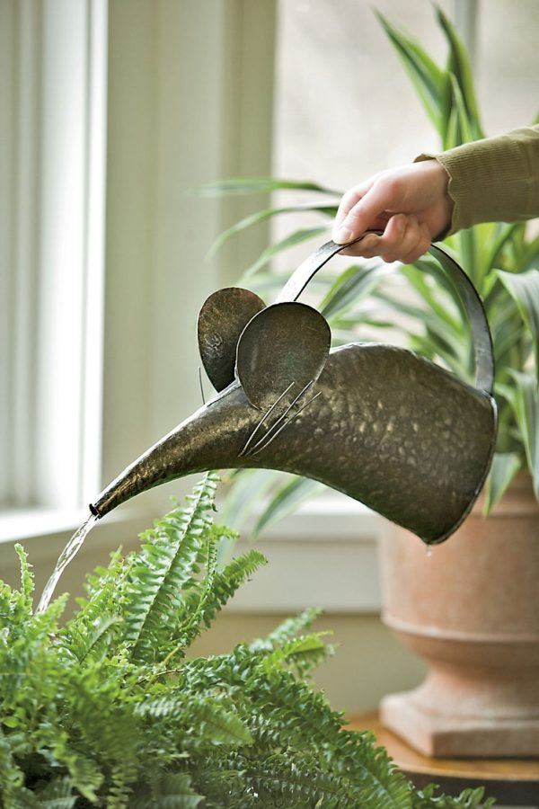 a person pouring water from a watering can into a potted plant with fern in the foreground