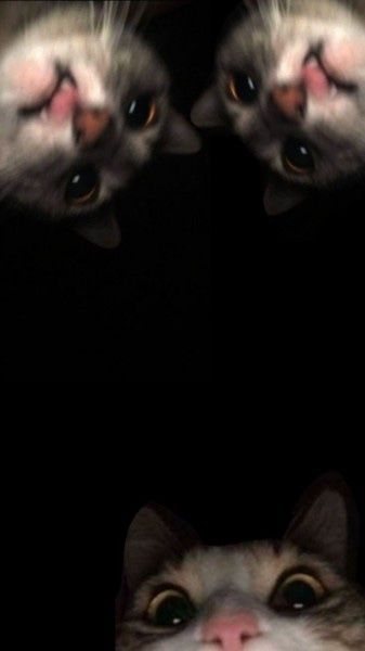 two cats looking at each other with their eyes wide open and one cat's head upside down