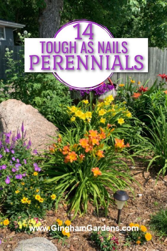 Drought Tolerant Flowers Perennials, Easy Perennials Landscaping, Hardy Plants Outdoor Drought Tolerant, Perennial Gardens Full Sun, Perennial Flowers Around Tree, Full Sun Front Garden Ideas, Perennials For Sunny Areas, Perennial Full Sun Garden Plans, Perennial And Annual Flower Beds