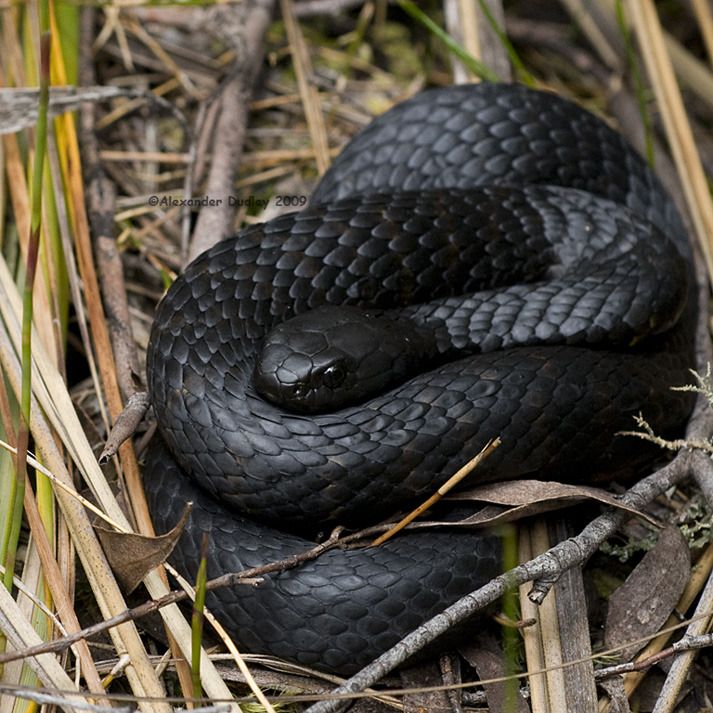 a black snake curled up in the grass