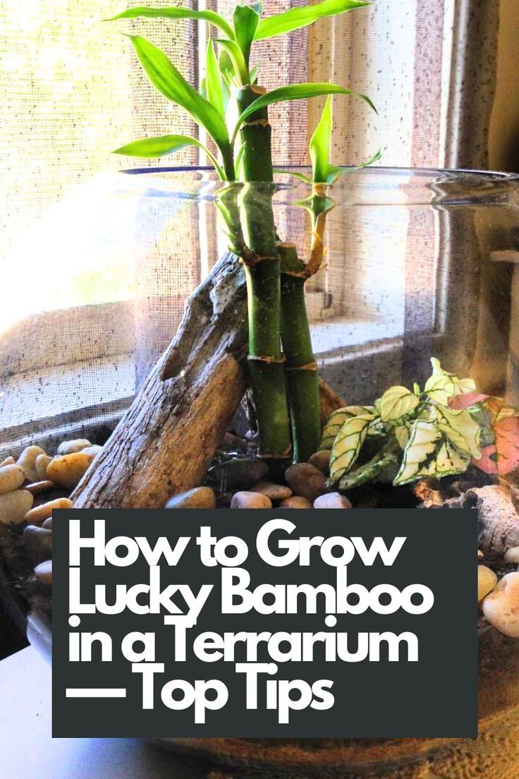 Dive into our top tips for successfully cultivating this beautiful plant in a terrarium setting. From choosing the right terrarium and providing proper lighting to ensuring adequate moisture and preventing overgrowth, we've got you covered with all the essential details. Elevate your indoor gardening game with these expert tips for growing Lucky Bamboo in a terrarium. IG Photo by: tinyterrarium Lucky Bamboo Care, Glass Fish Bowl, Open Terrariums, Lucky Bamboo Plants, Bamboo Care, Plant Book, Bamboo Top, Perennial Shrubs, Lucky Bamboo