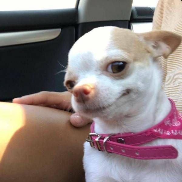 a small white and brown dog wearing a pink collar sitting in the back seat of a car