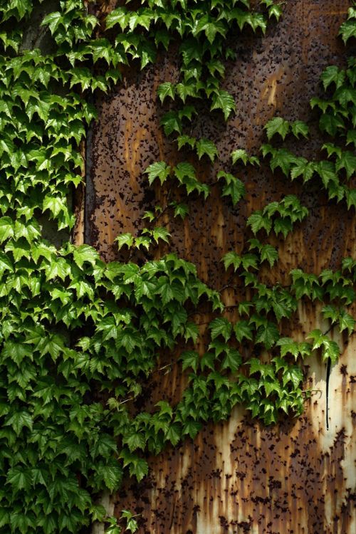 an old rusted metal wall covered in green plants