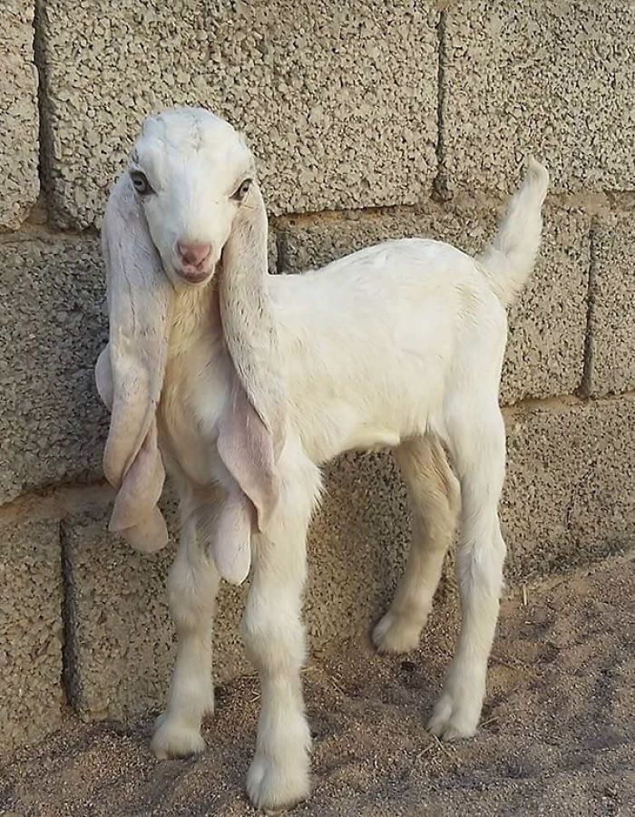 a small white goat standing next to a brick wall