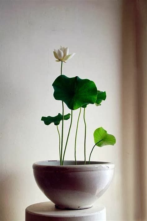 there is a white vase with two flowers in it on top of a table next to a window