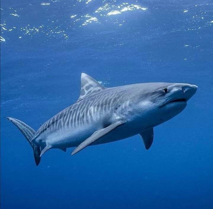 a large shark swimming in the ocean